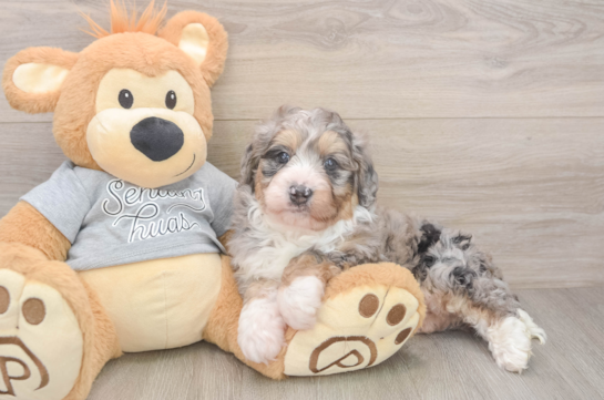 Playful Mini Bernadoodle Poodle Mix Puppy