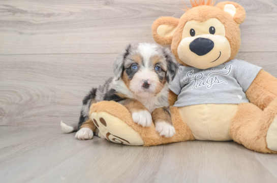 Smart Mini Bernedoodle Poodle Mix Pup