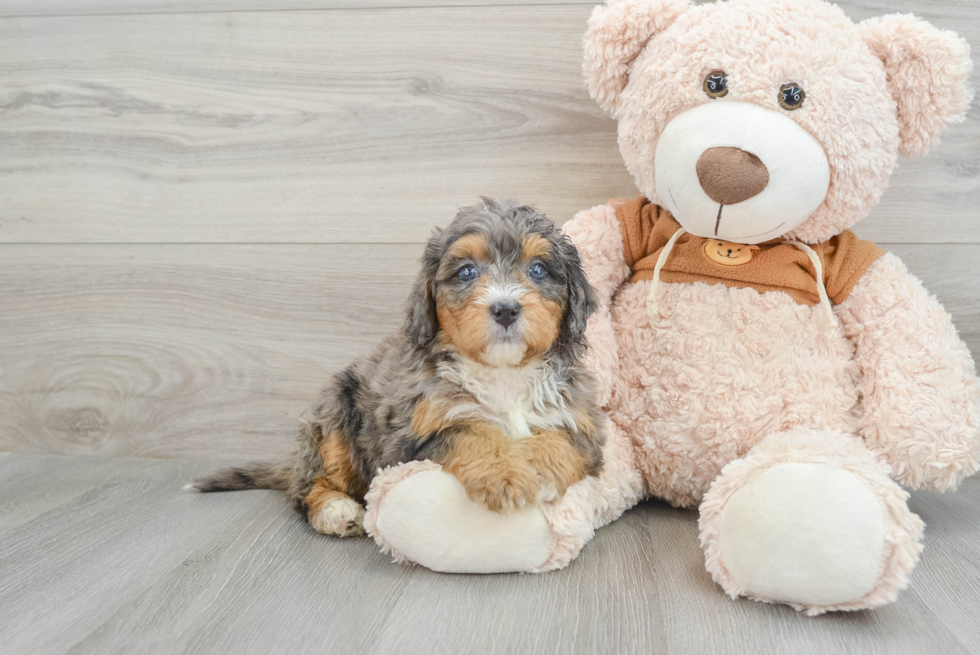 Popular Mini Bernedoodle Poodle Mix Pup