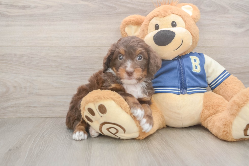 Mini Bernedoodle Puppy for Adoption