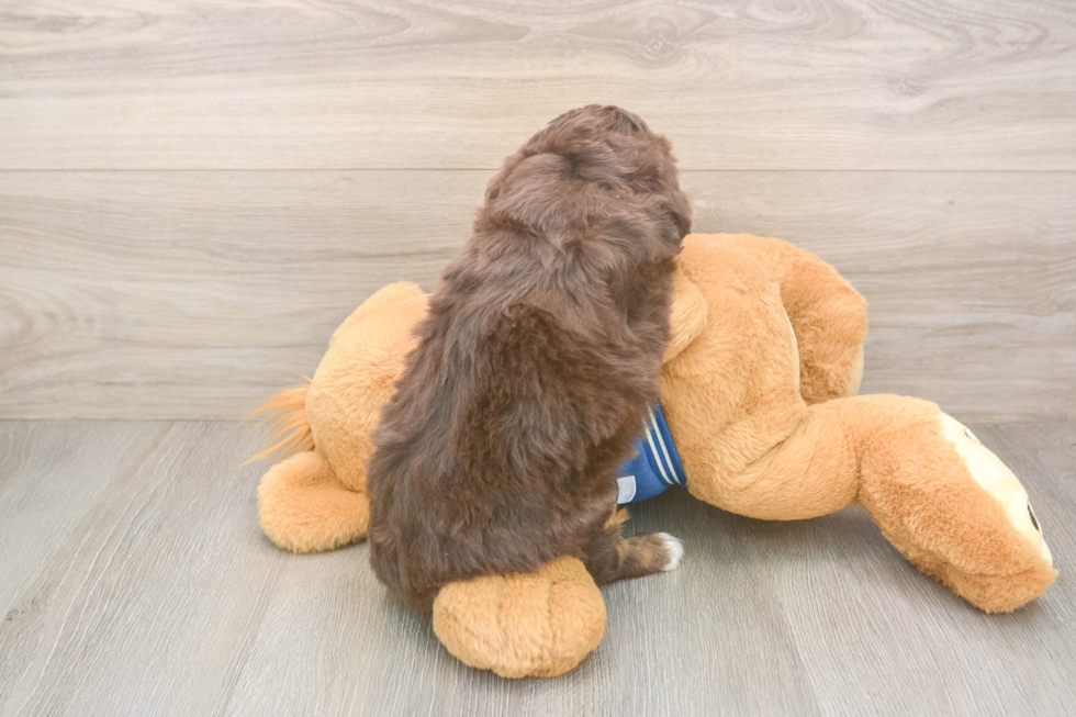 Adorable Mini Bernese Poodle Poodle Mix Puppy