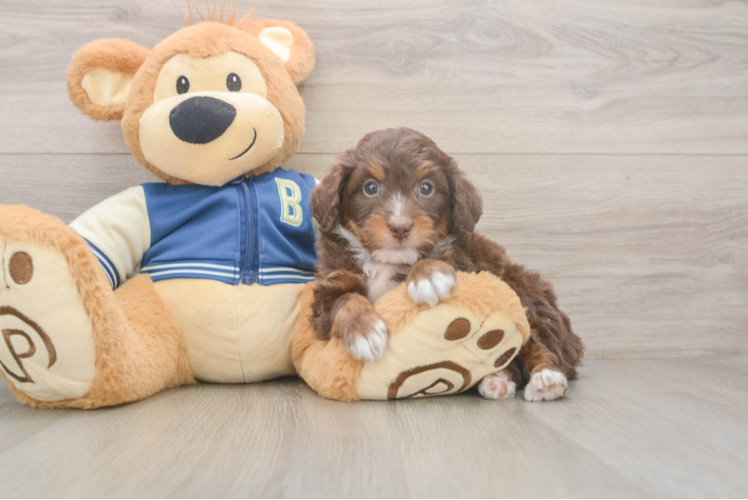Mini Bernedoodle Pup Being Cute