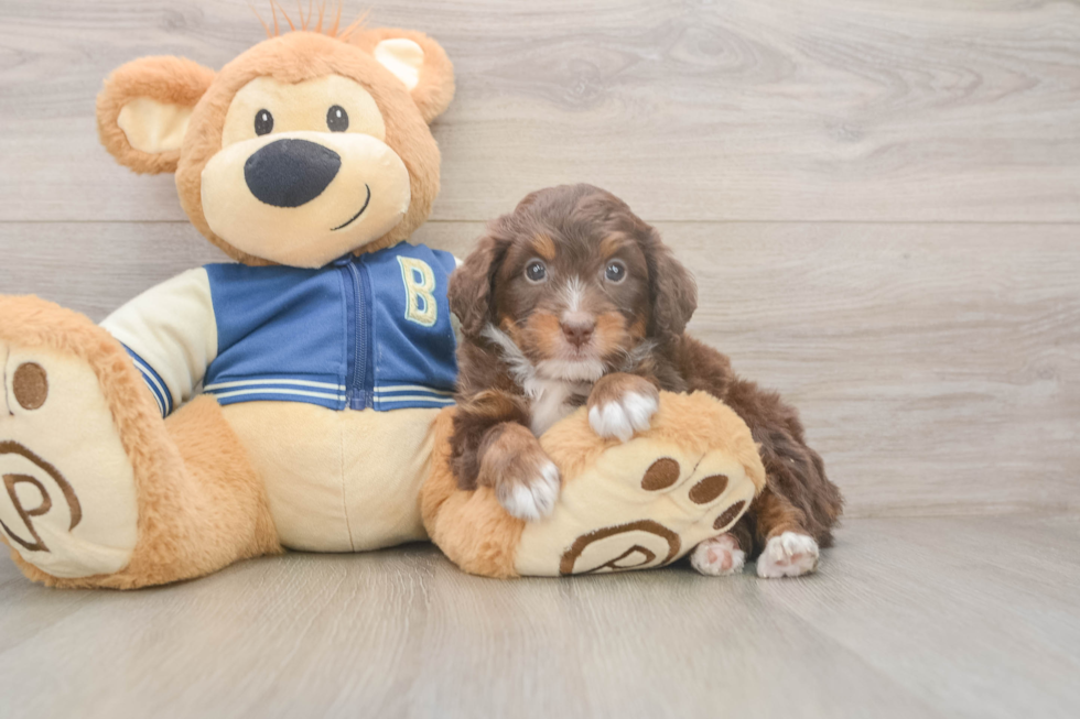 Mini Bernedoodle Pup Being Cute