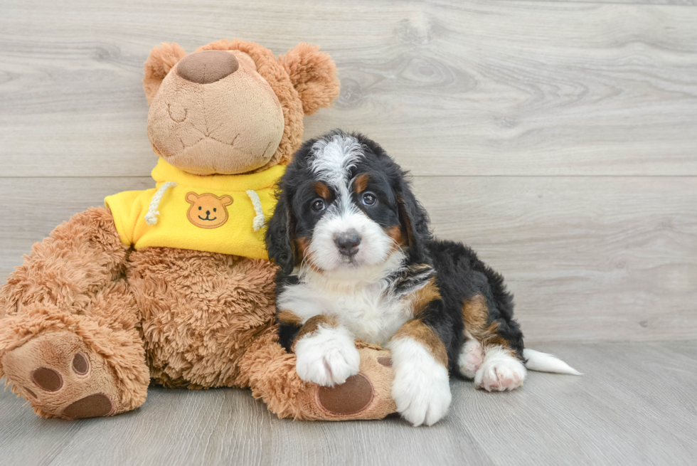 Mini Bernedoodle Pup Being Cute