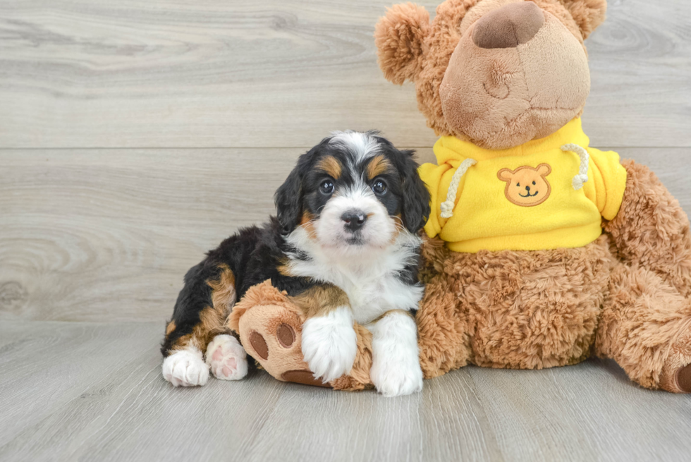 Small Mini Bernedoodle Baby