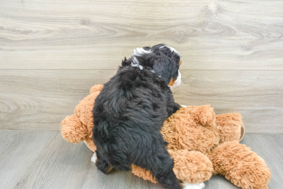Fluffy Mini Bernedoodle Poodle Mix Pup