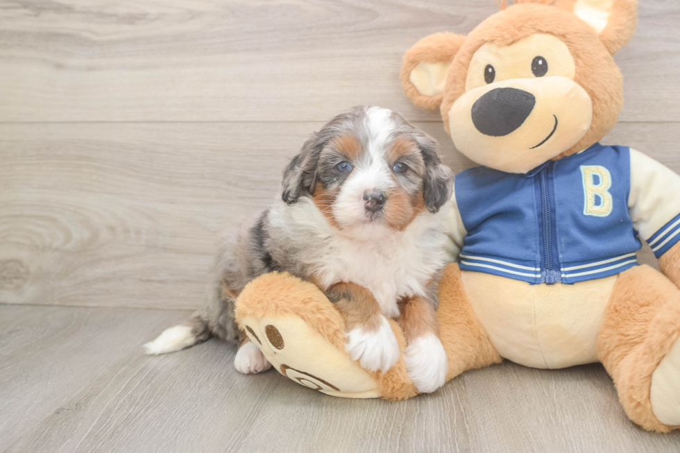 Little Mini Bernese Poodle Poodle Mix Puppy