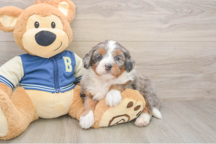 Energetic Mini Berniedoodle Poodle Mix Puppy