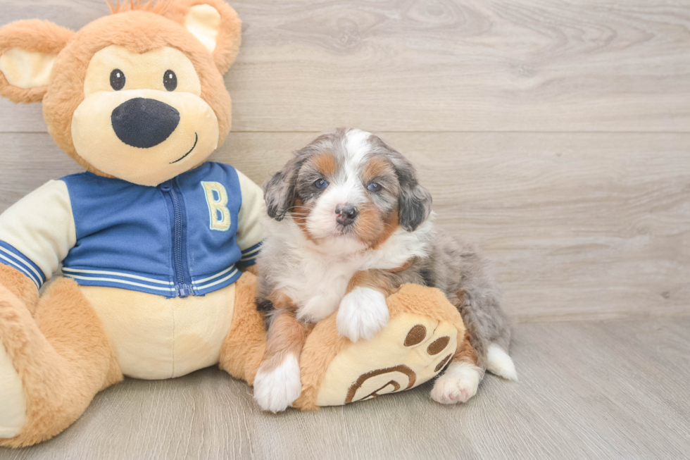 Energetic Mini Berniedoodle Poodle Mix Puppy