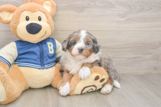 Energetic Mini Berniedoodle Poodle Mix Puppy
