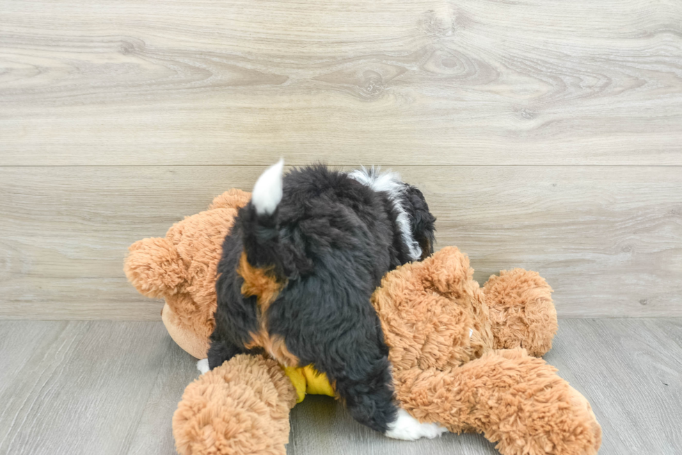 Friendly Mini Bernedoodle Baby