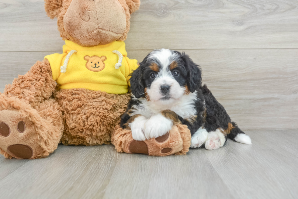 Happy Mini Bernedoodle Baby