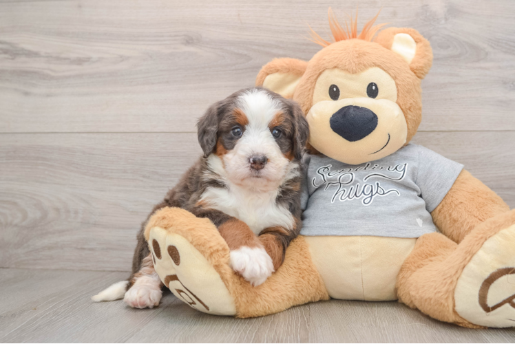 Mini Bernedoodle Puppy for Adoption