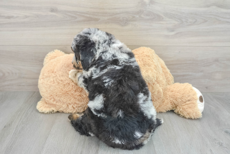 Funny Mini Bernedoodle Poodle Mix Pup