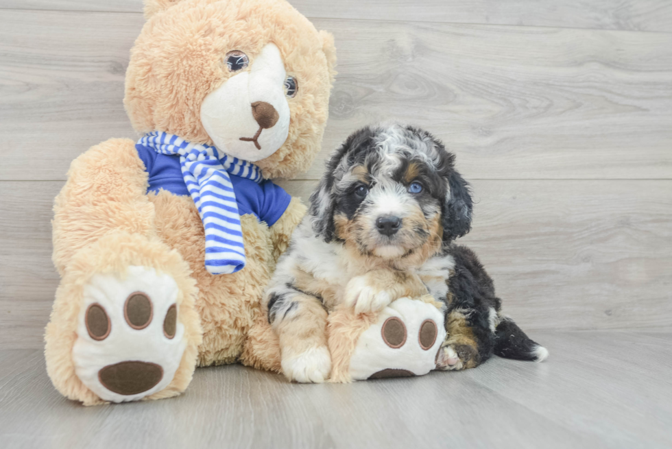 Sweet Mini Bernedoodle Baby