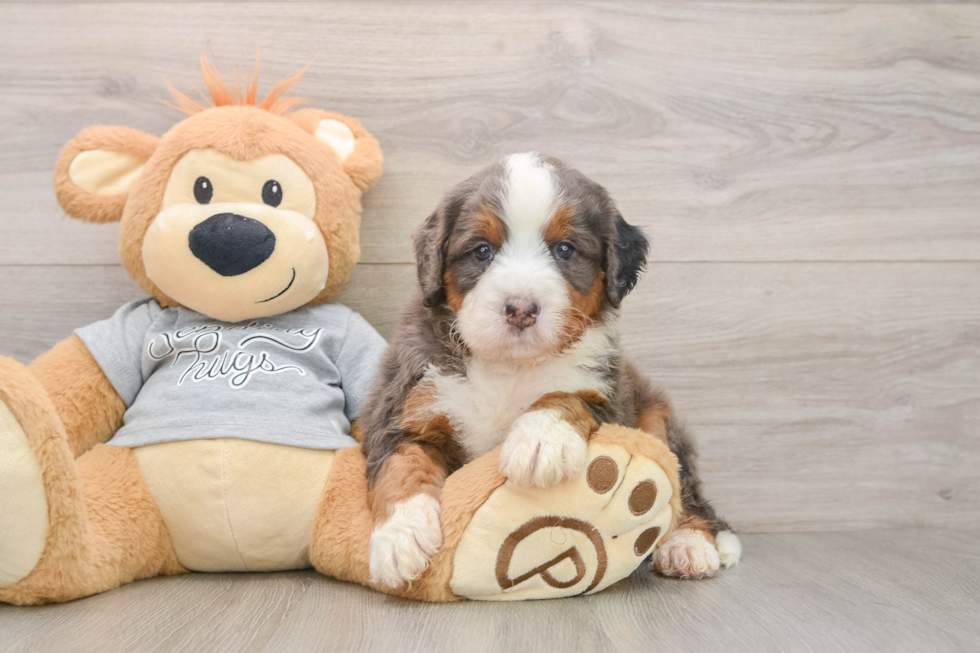 Happy Mini Bernedoodle Baby
