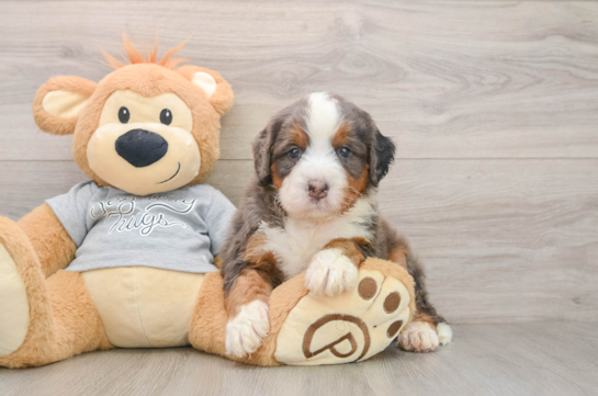 Happy Mini Bernedoodle Baby