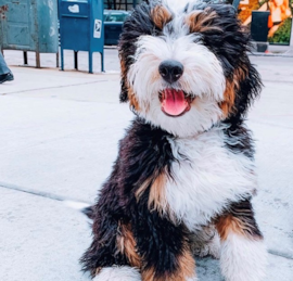 Mini Bernedoodle Puppies For Sale - Premier Pups