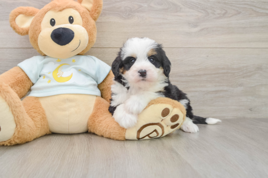 RAMSEY, a Mini Bernedoodle littermate