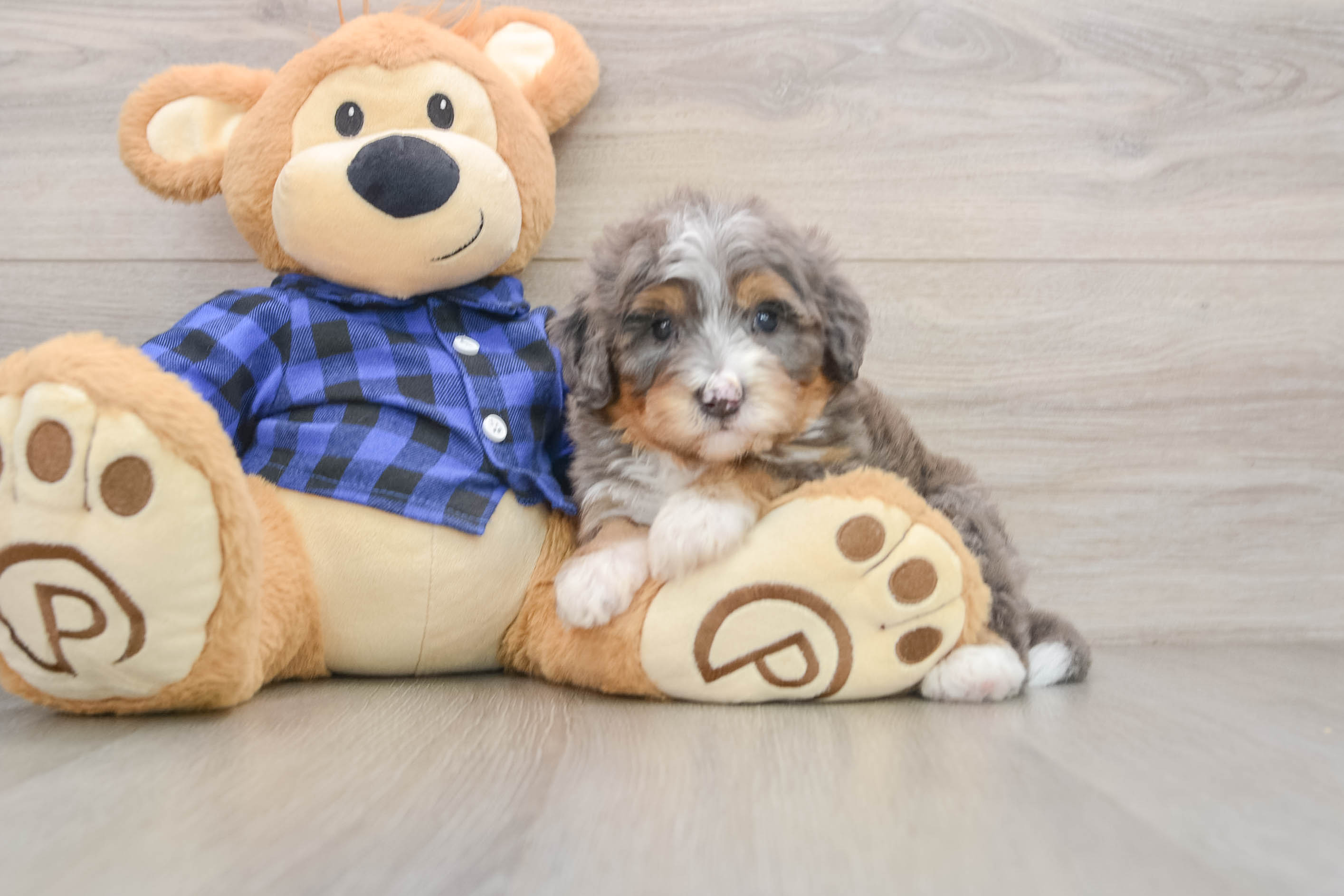 Best Mini Bernedoodle Baby