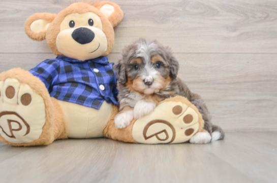 RAMSEY, a Mini Bernedoodle littermate