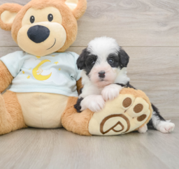 8 week old Mini Bernedoodle Puppy For Sale - Premier Pups
