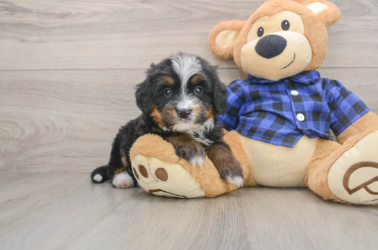 RAYA, a Mini Bernedoodle littermate
