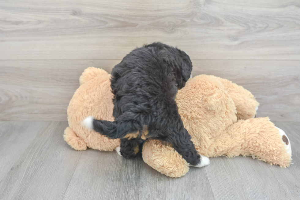 Mini Bernedoodle Pup Being Cute