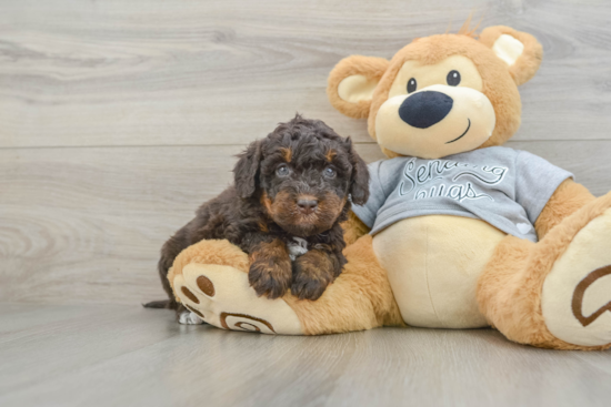 Popular Mini Bernedoodle Poodle Mix Pup