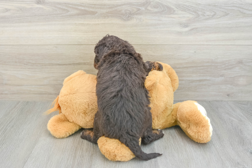 Adorable Mini Bernadoodle Poodle Mix Puppy