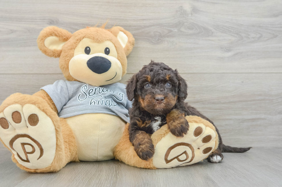 Mini Bernedoodle Puppy for Adoption