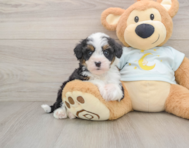 7 week old Mini Bernedoodle Puppy For Sale - Premier Pups
