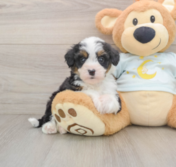 8 week old Mini Bernedoodle Puppy For Sale - Premier Pups
