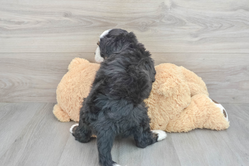 Hypoallergenic Mini Berniedoodle Poodle Mix Puppy