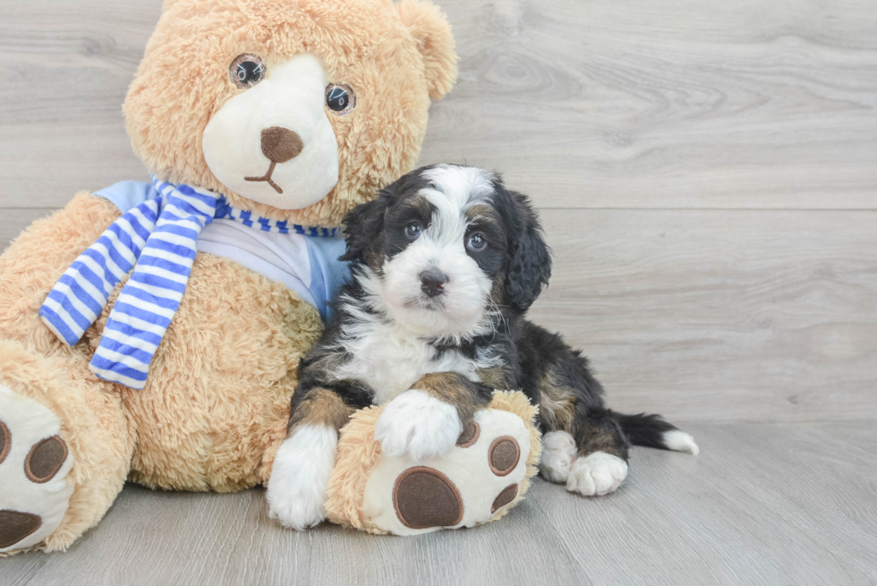 Mini Bernedoodle Puppy for Adoption
