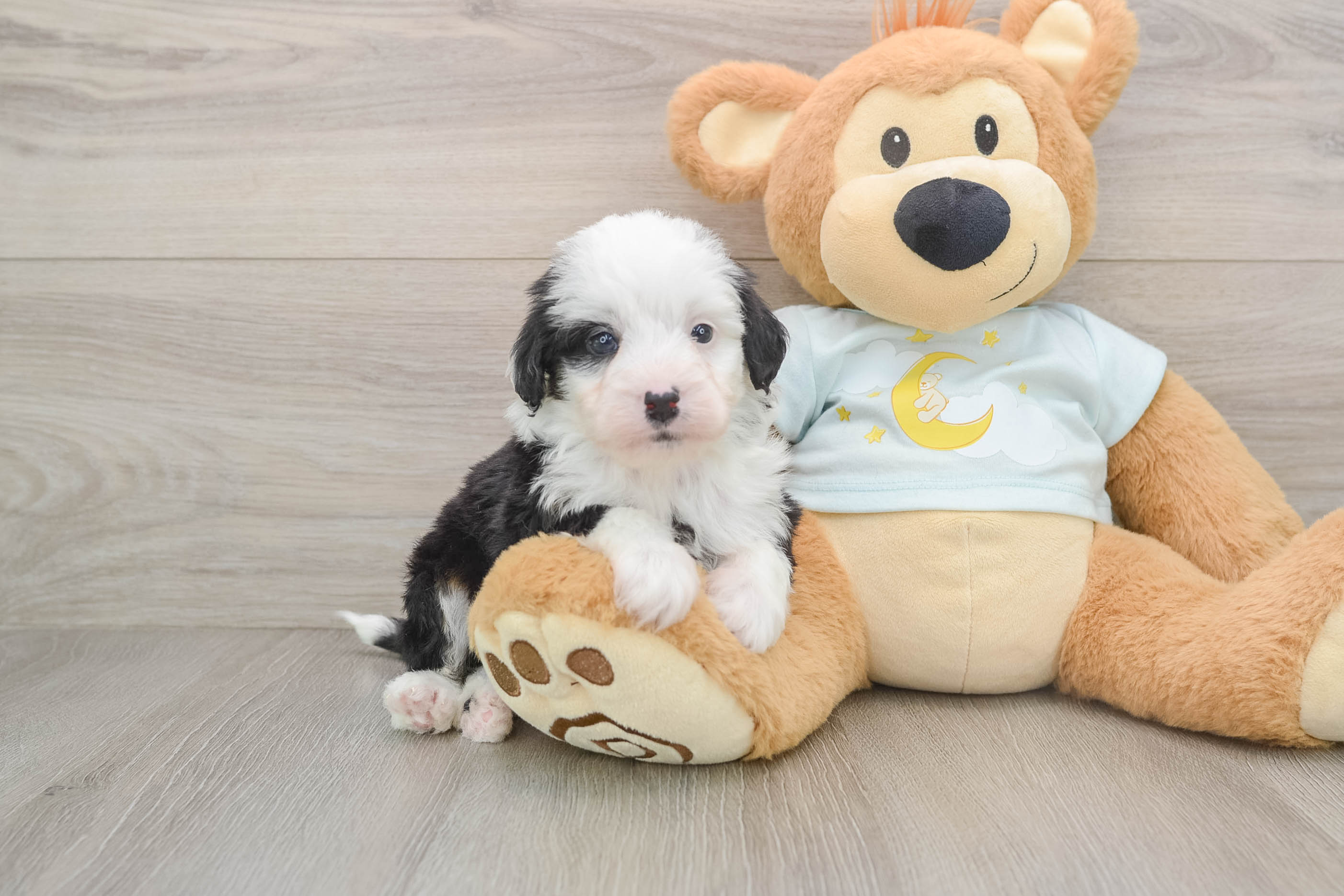 Mini Bernedoodle Pup Being Cute