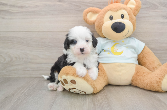 RIGBY, a Mini Bernedoodle littermate