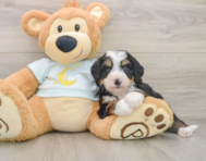 7 week old Mini Bernedoodle Puppy For Sale - Premier Pups