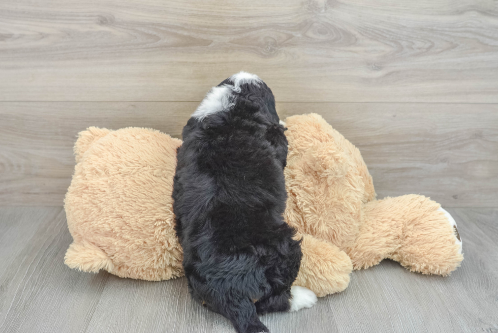 Funny Mini Bernedoodle Poodle Mix Pup