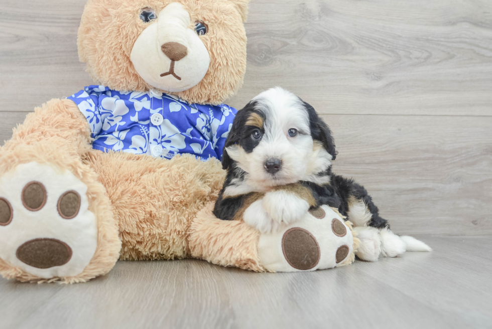 Cute Mini Bernedoodle Baby