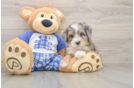 Mini Bernedoodle Pup Being Cute