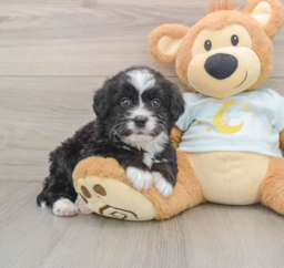 8 week old Mini Bernedoodle Puppy For Sale - Premier Pups