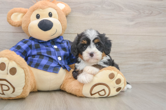 RUTHIE, a Mini Bernedoodle littermate