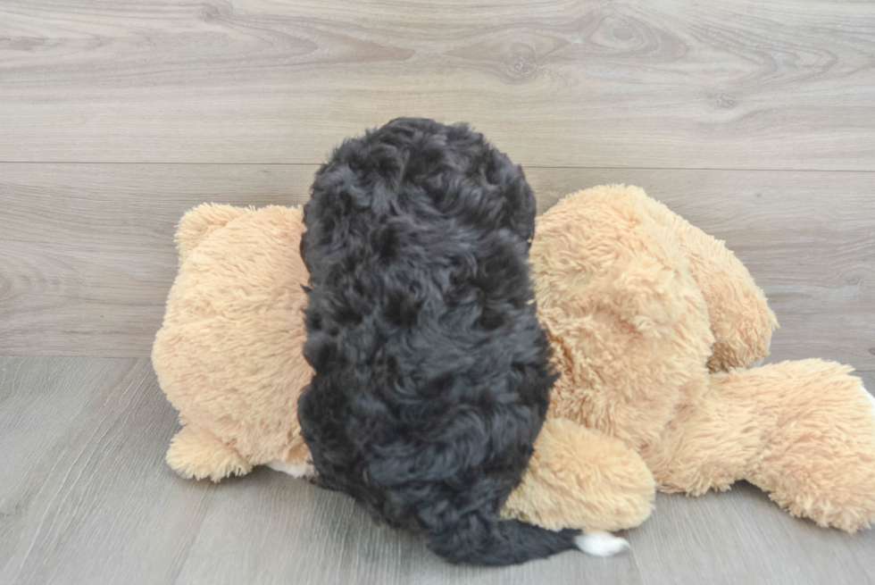 Mini Bernedoodle Puppy for Adoption