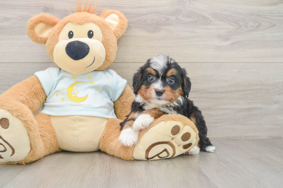 Best Mini Bernedoodle Baby