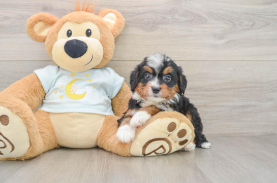 Best Mini Bernedoodle Baby