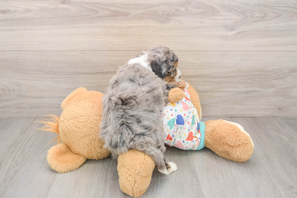 Sweet Mini Bernedoodle Baby