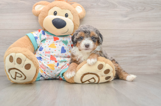 SADIE, a Mini Bernedoodle littermate