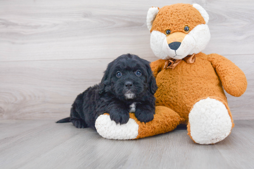 Mini Bernedoodle Puppy for Adoption