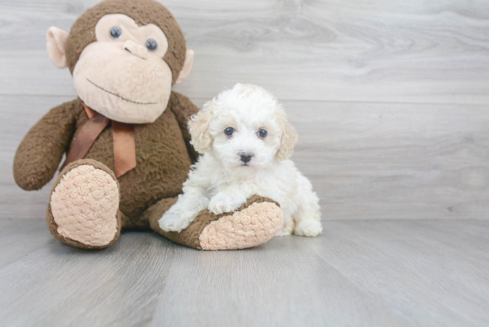 Best Mini Bernedoodle Baby